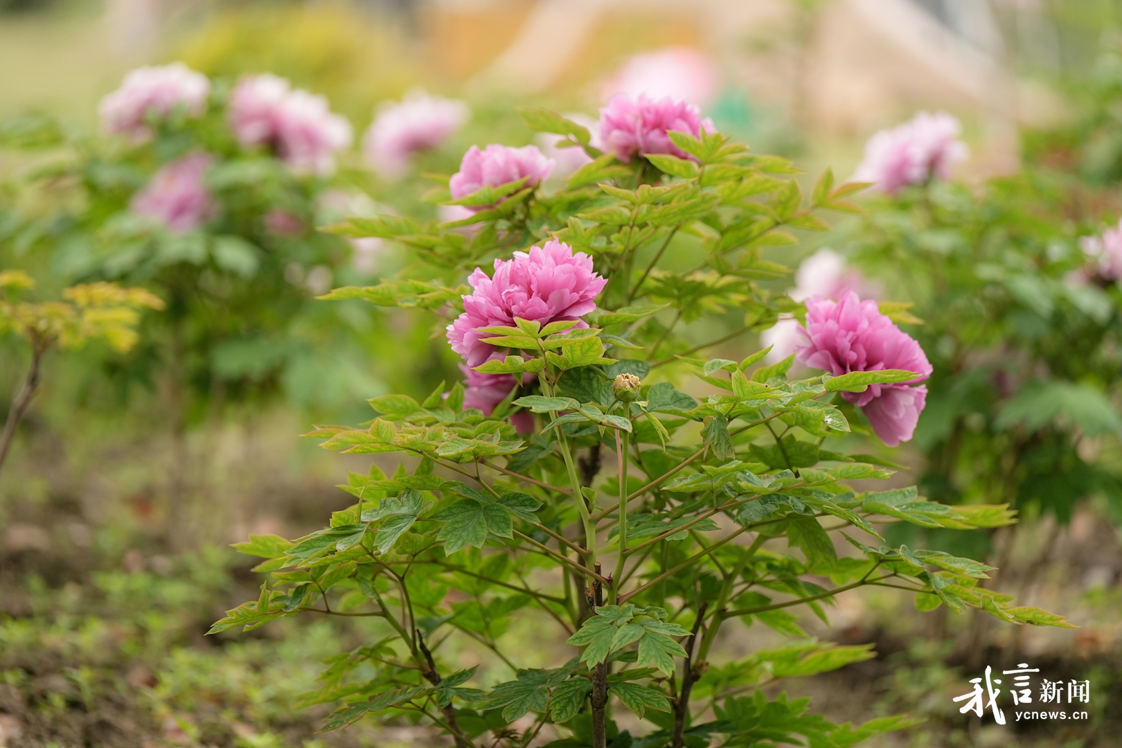 花开啦！赴一场牡丹之约