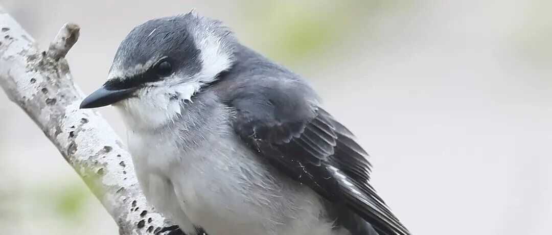 看！盐城又有新朋友来了！