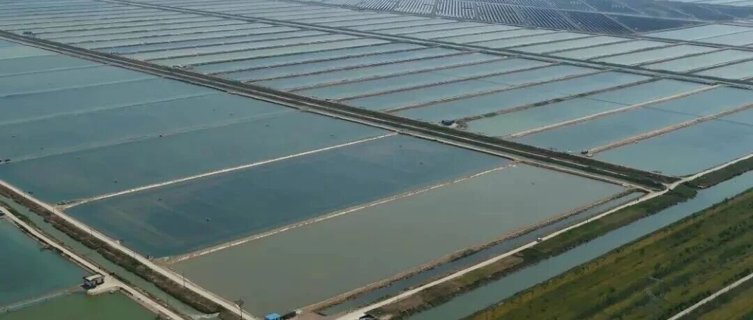 100000亩斑节虾！6月初上市