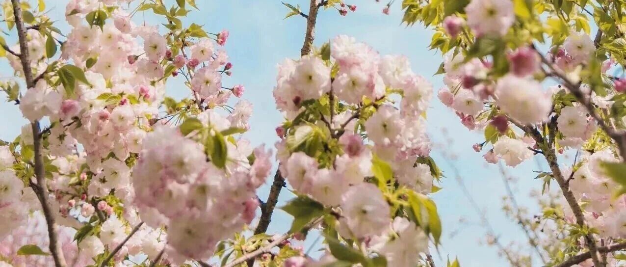 花期不等人！周末去趟盐城！