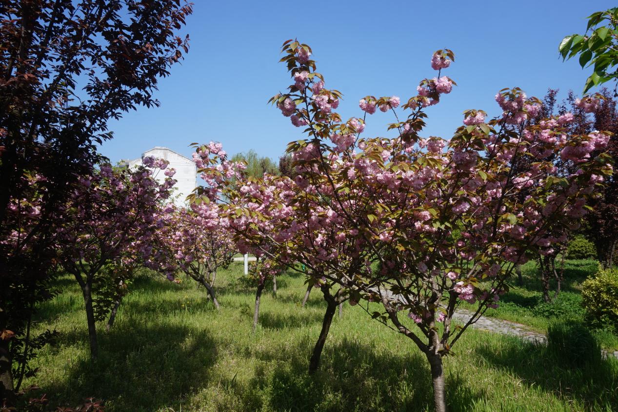 人间最美四月天  大美宝塔披彩妆