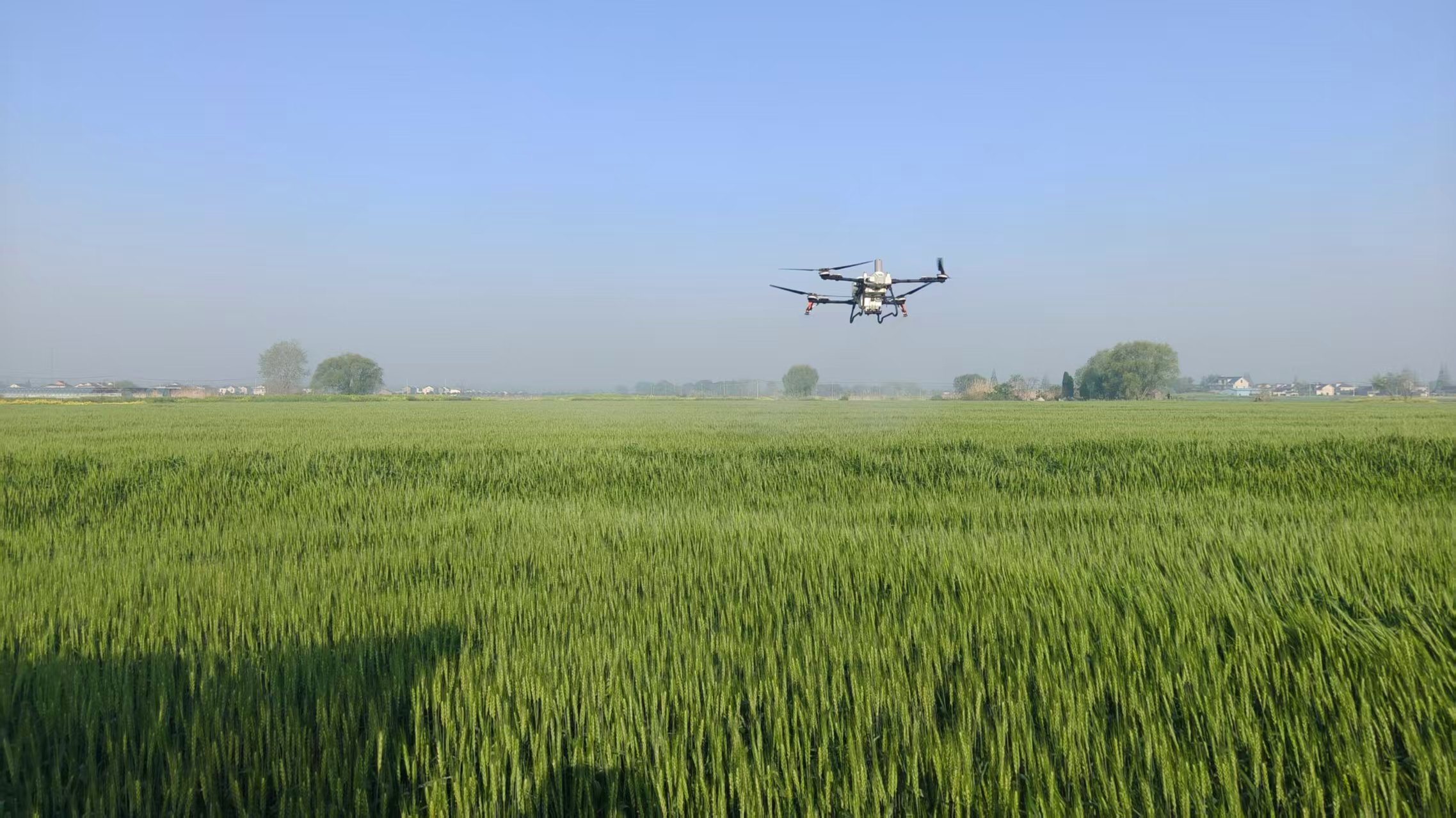 梁垛镇打好小麦赤霉病防治硬仗