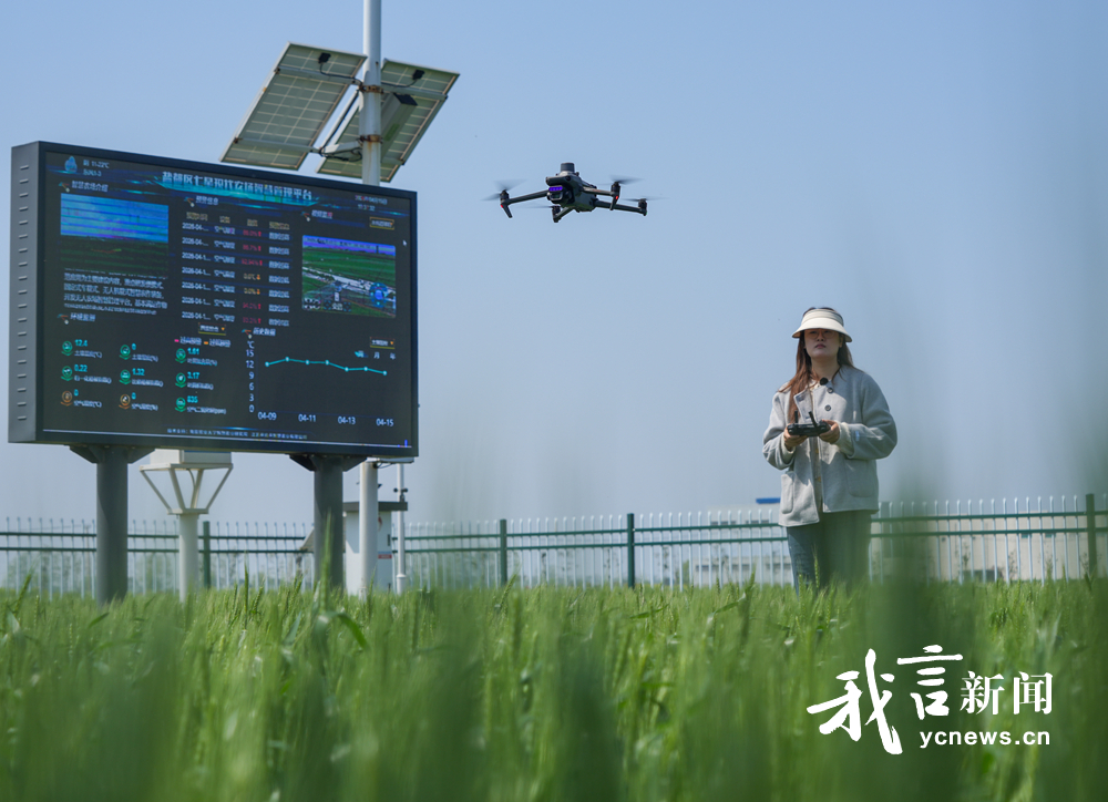 见花打药护麦田