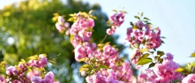 先晴后雨！先升后降！抓住周末好天气