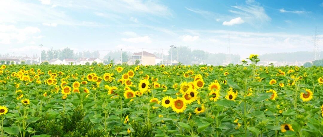 4月26日！电影《青铜葵花》“回家点映礼”