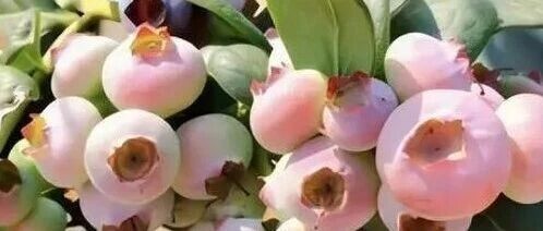 1斤400元，“粉色蓝莓”冲上热搜！就营养价值而言，粉色蓝莓并没有特别的优势