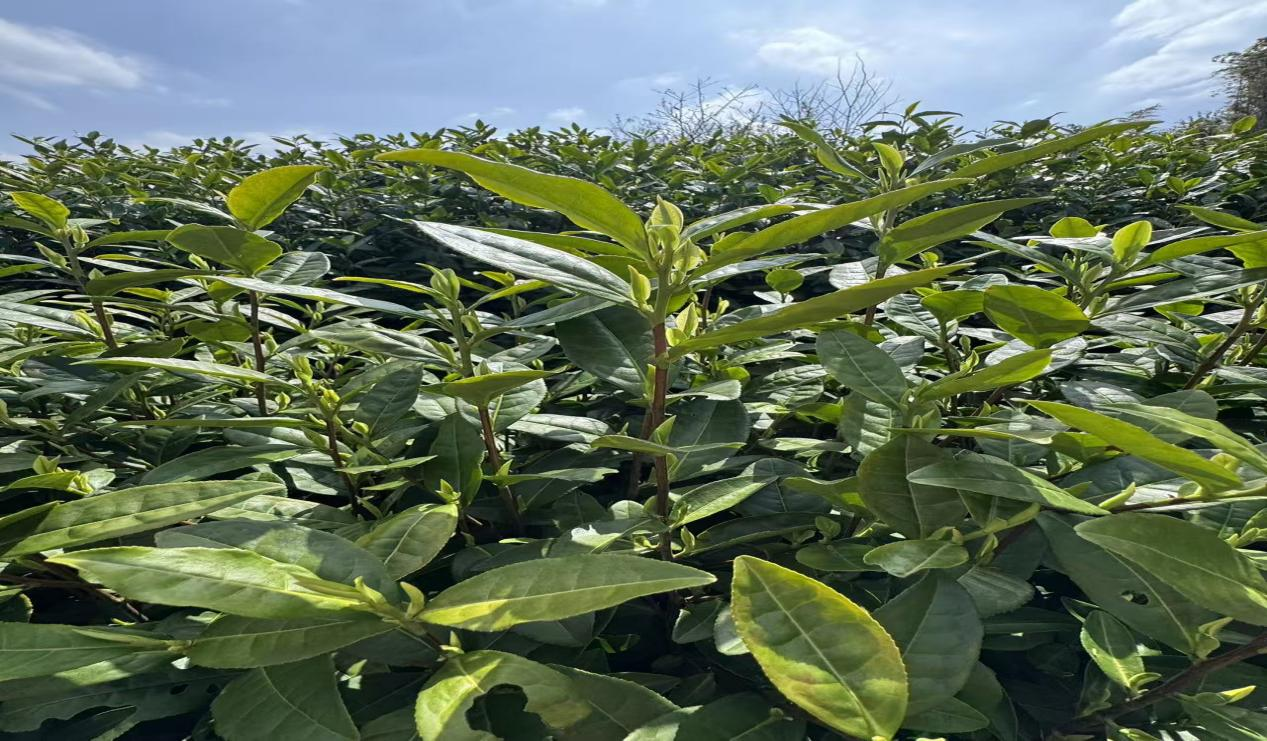 我的“山海寻梦”故事丨一叶白茶 山海寻踪(刘冬林)