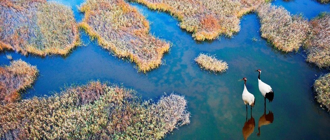 盐城生态协同治理案例获NbS亚洲中心推介