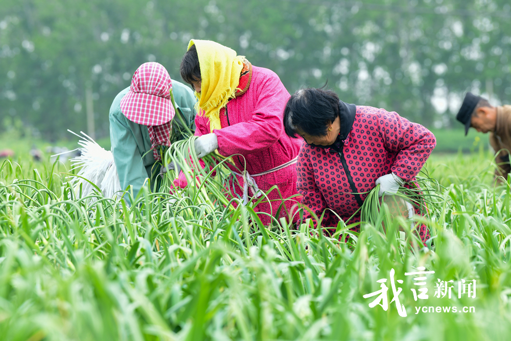 蒜薹飘香采收忙