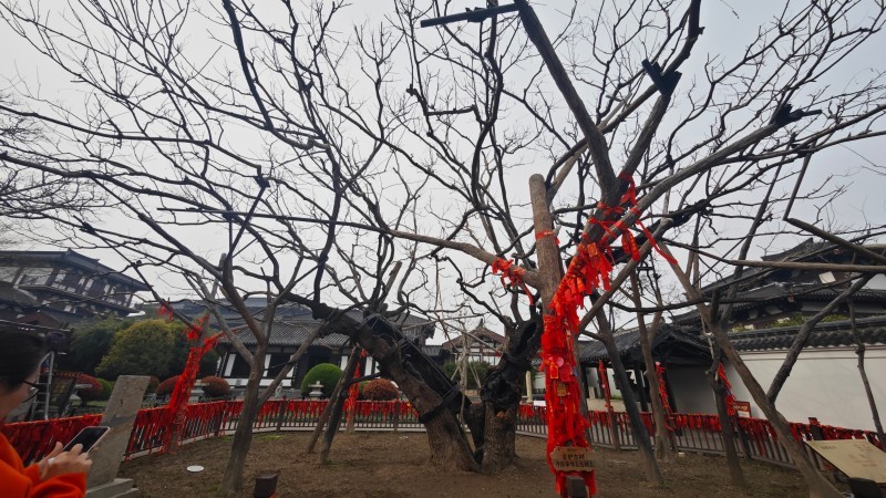 我的“山海寻梦”故事丨槐影映初心 山海逐梦行(朱成林)