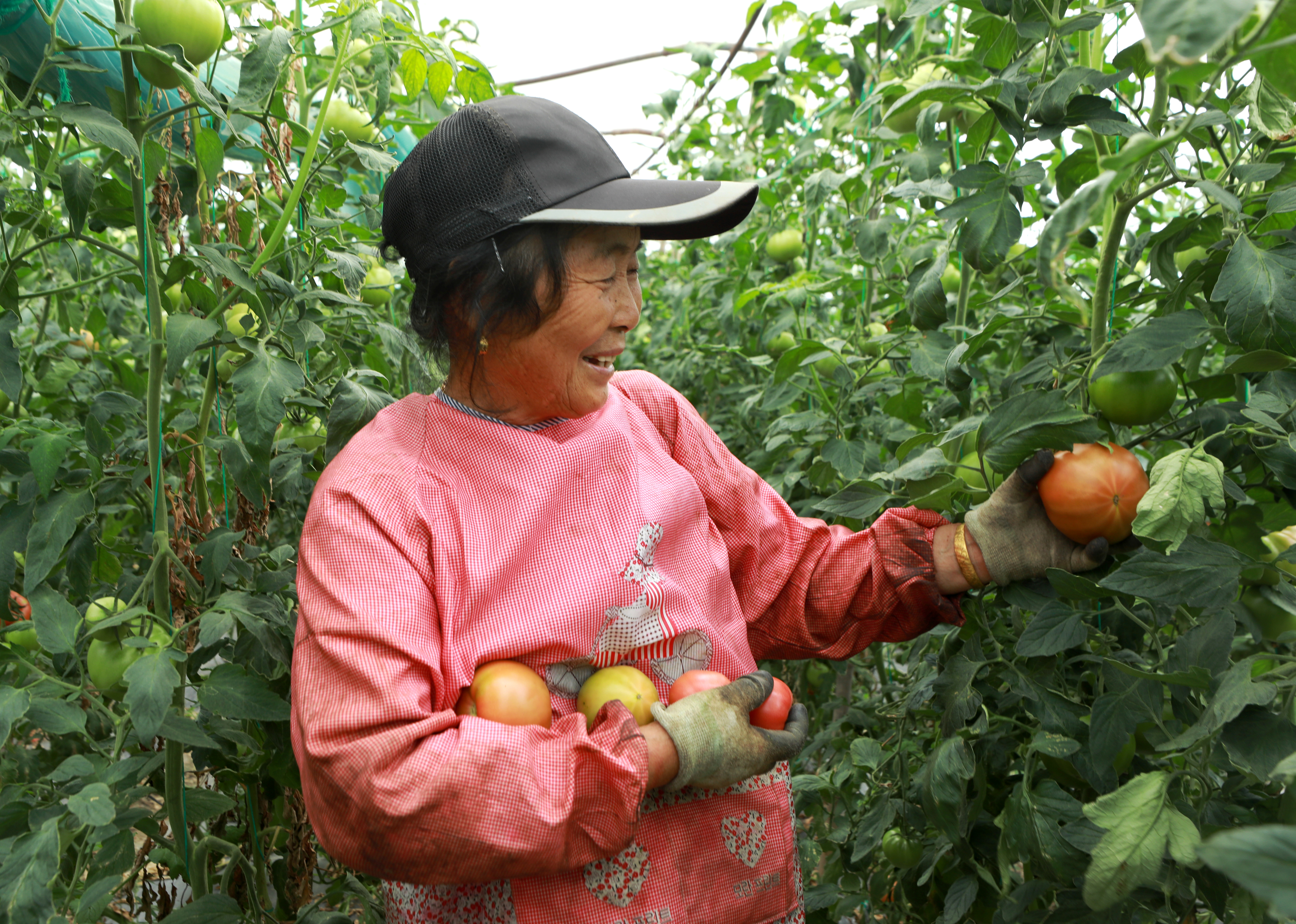 草堰镇全力抢收快运保障蔬菜市场供应