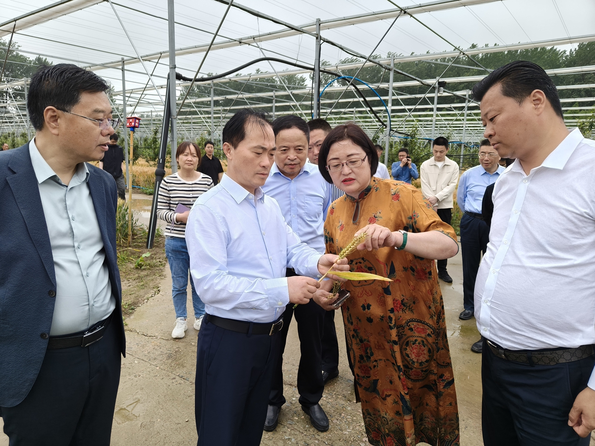 阜宁：政协委员先行先试  牵头引进“超级小麦”