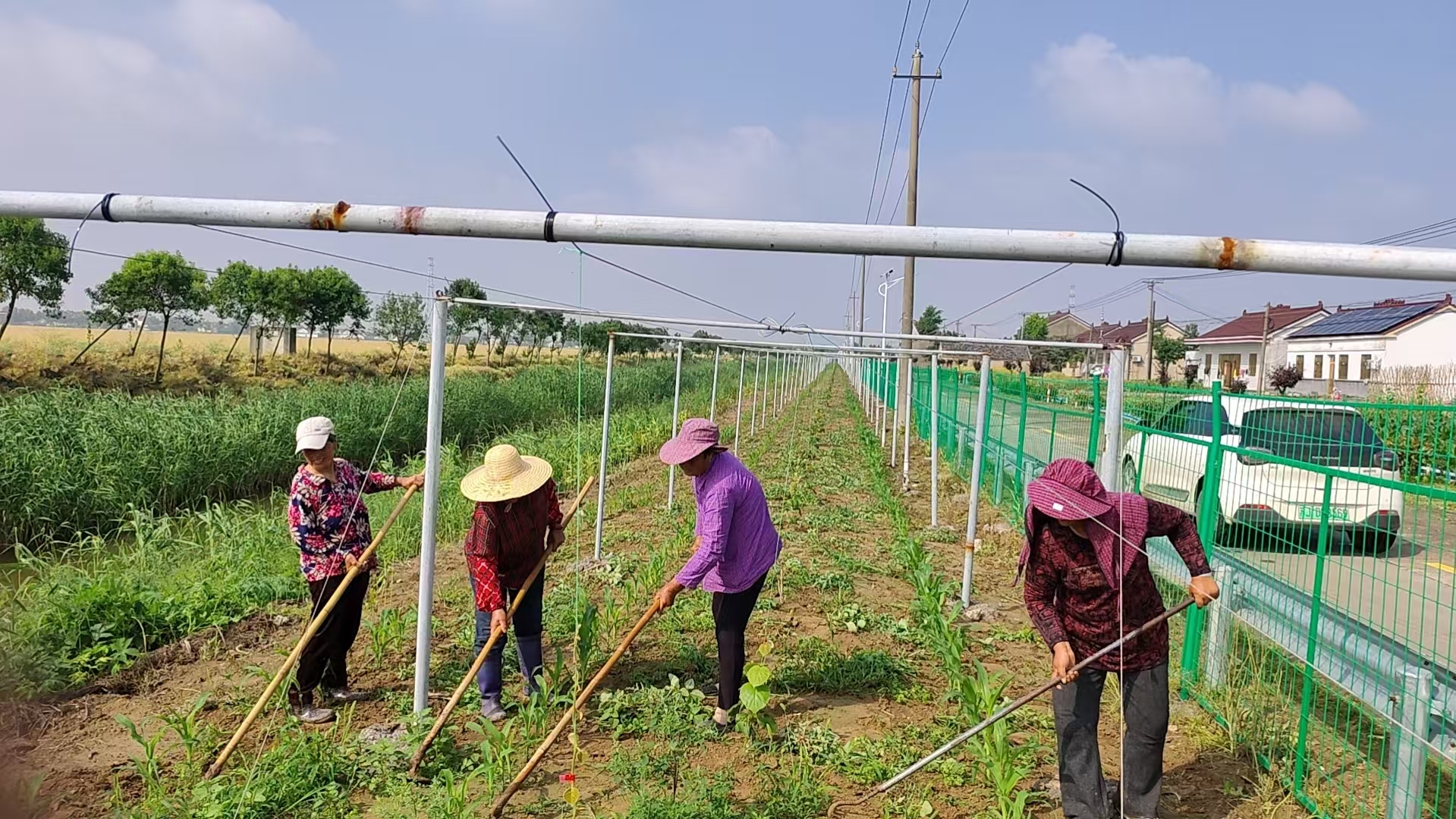 草庙镇新海村：盘活圩坡资源栽植猕猴桃富民又增收