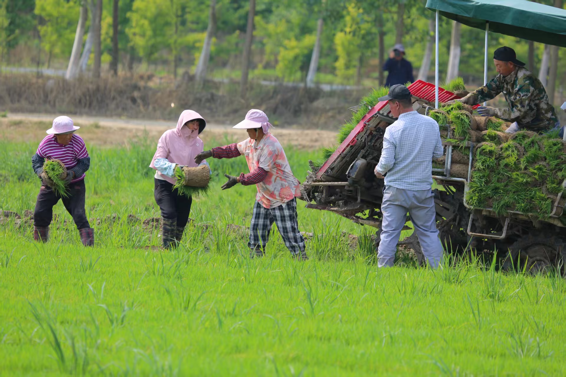新曹农场：机械化夏种进行时