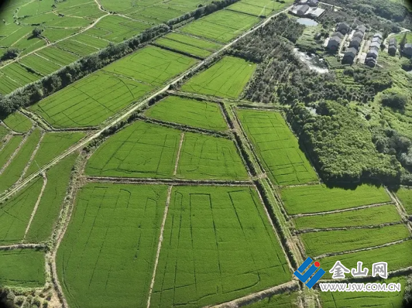江苏镇江：坚守土地红线 耕耘万顷良田