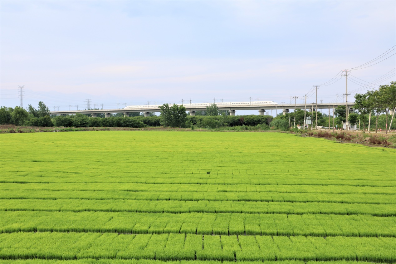 高作镇： “绿毯”铺田野 夏种起秧忙
