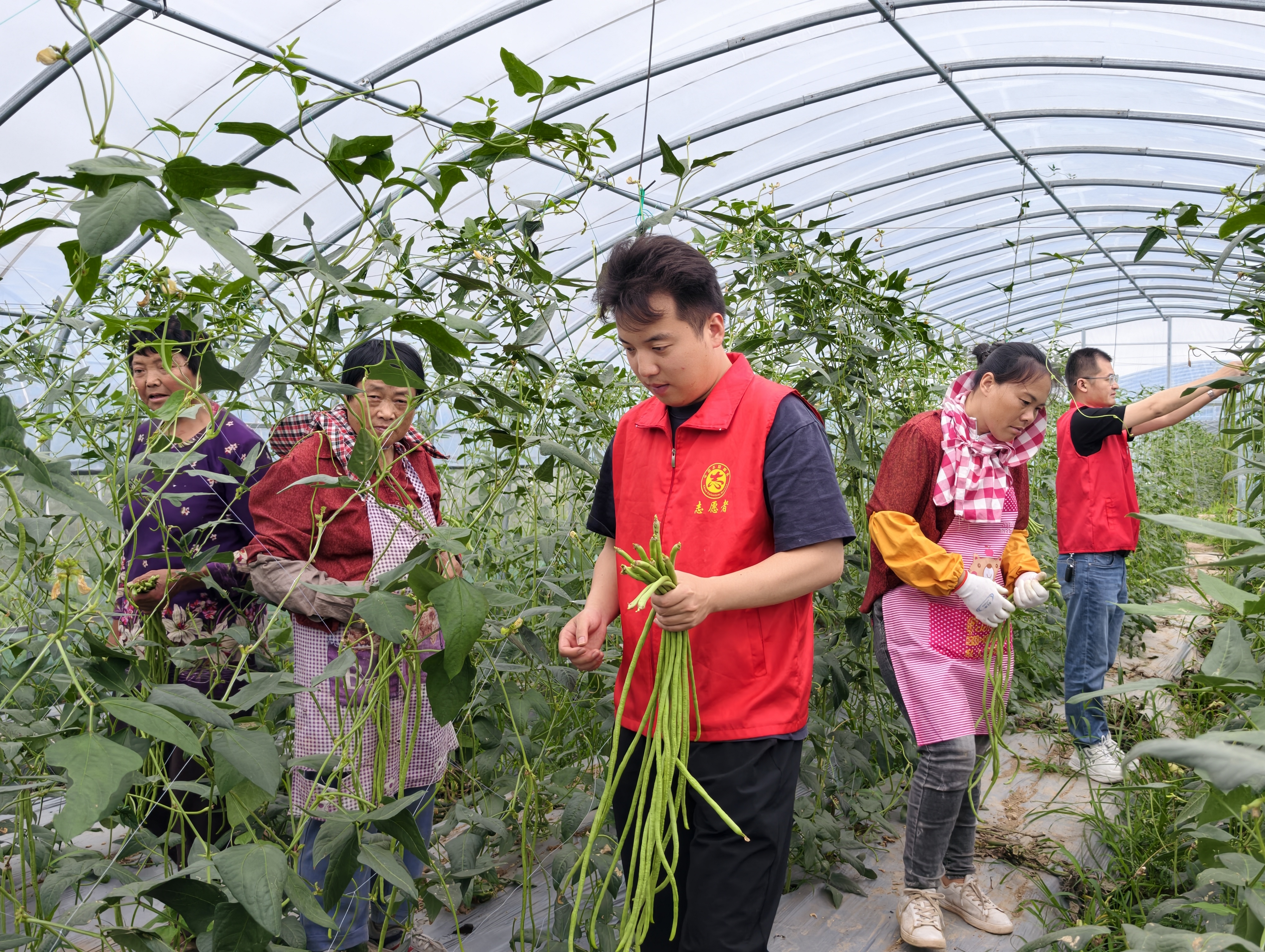 合德镇凤凰村助农采摘暖人心