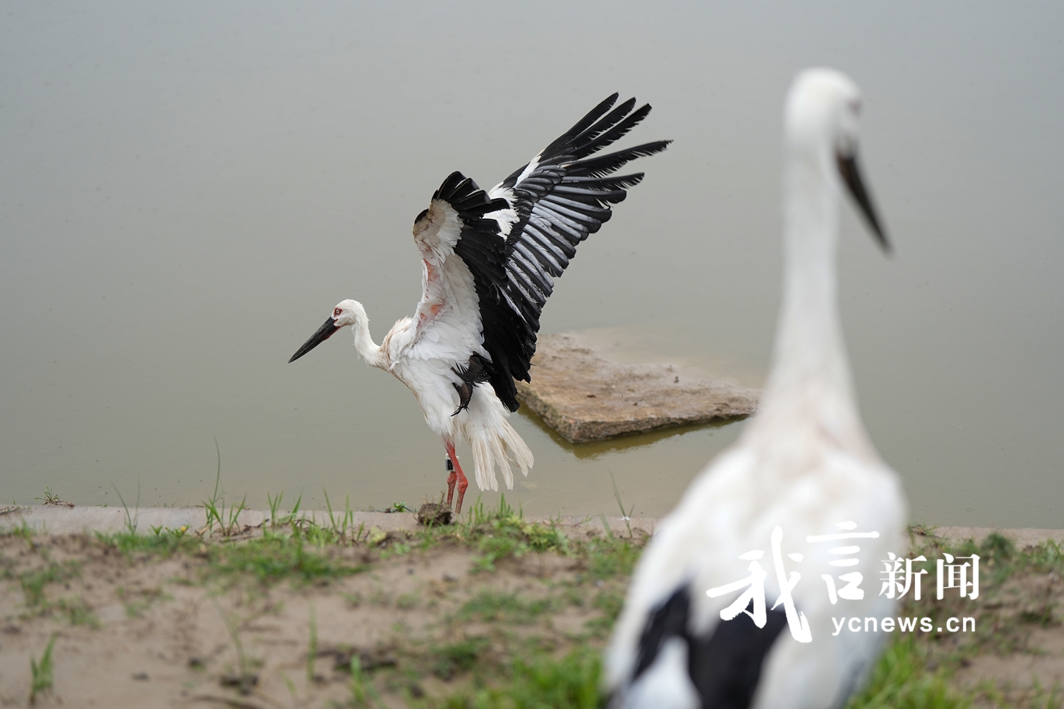 鹳归湿地，少年护鸟！