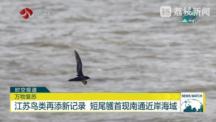 【美丽中国江苏行·万物复苏】江苏鸟类再添新记录 短尾鹱首现南通近岸海域