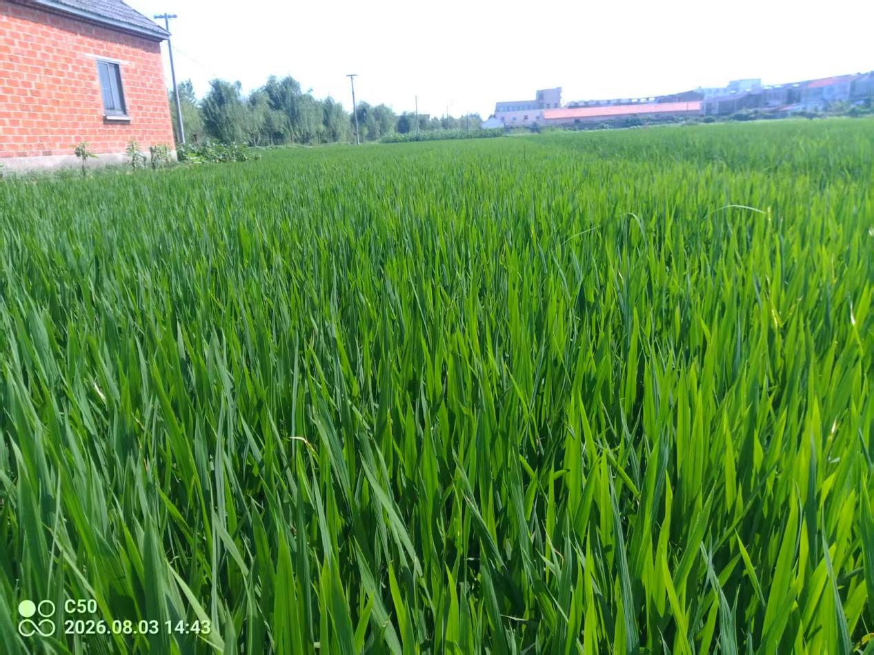建湖县宝塔镇：精细管护秋熟作物 科技赋能提质增效