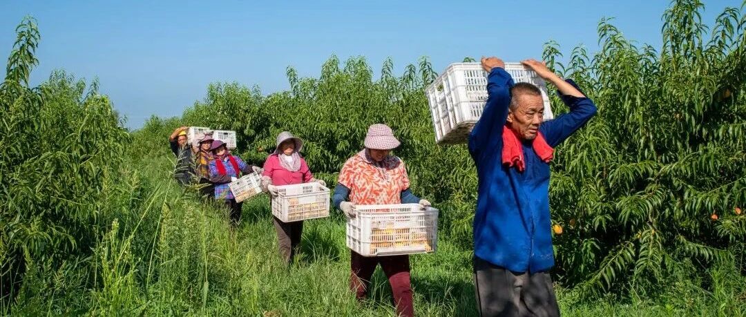 高温天里，他们这样种出“甜”！