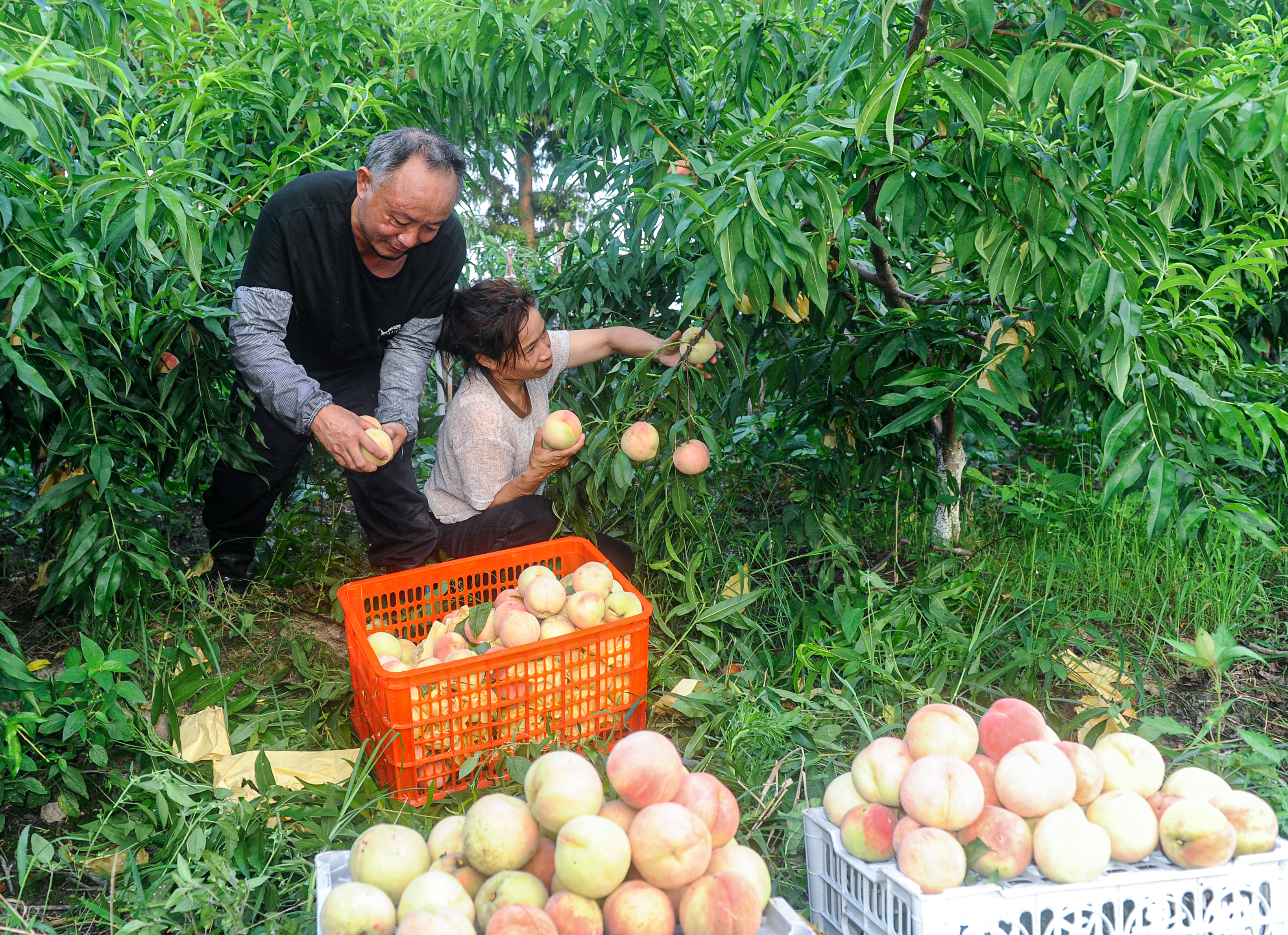 三载培育 东台蜜桃喜获首茬采收