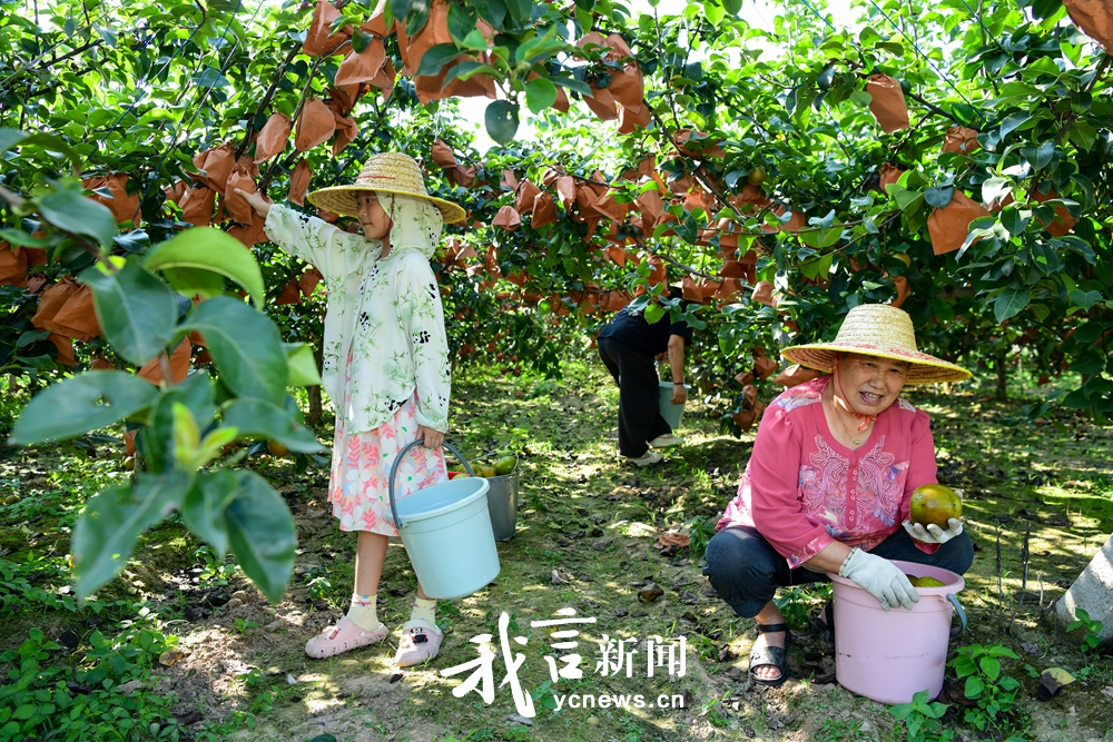 满园梨飘香 果农采摘忙