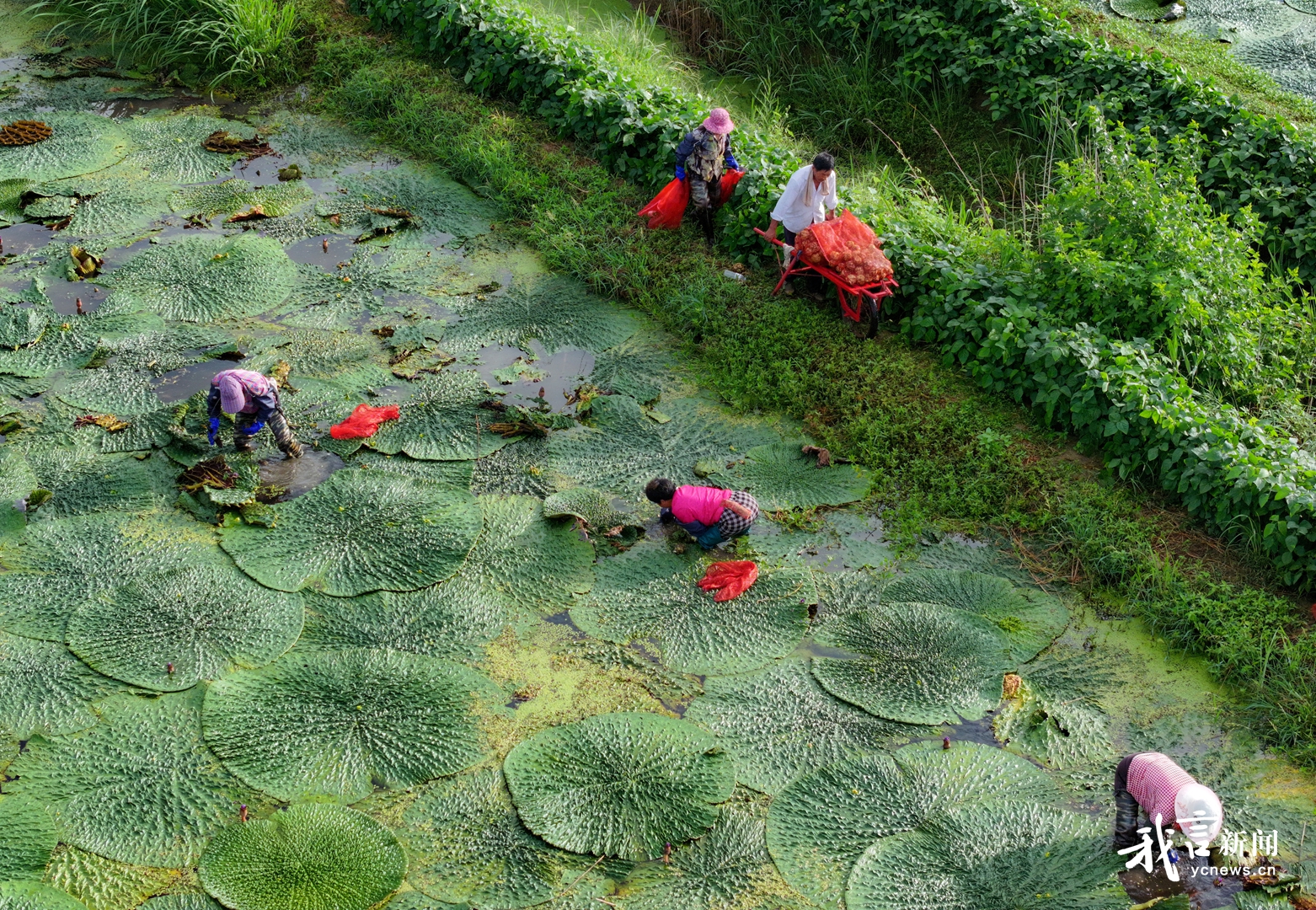 芡实丰收！射阳水乡摘出致富“金豆豆”