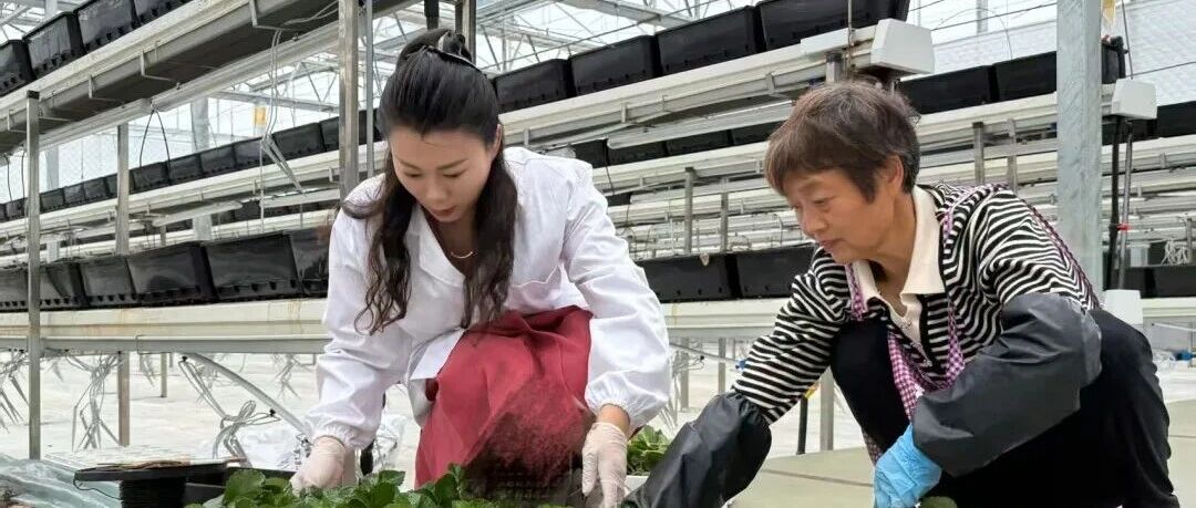 单场直播销售额突破3万元，吸引35名“85”后返乡！盐城“草莓姑娘”的共富经