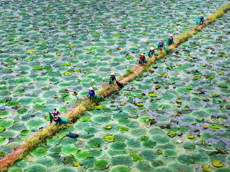 行进中国｜芡实塘里采“金豆”