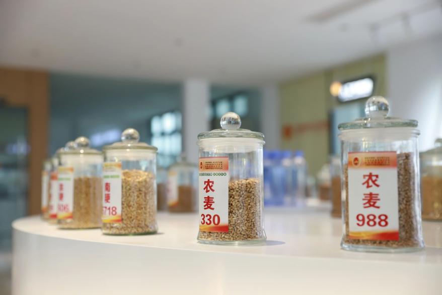 盐都：深耕“三农”沃土 绘就振兴图景
