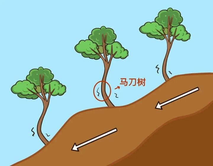 在户外 遇到“马刀树”“醉汉林”请立即撤离！