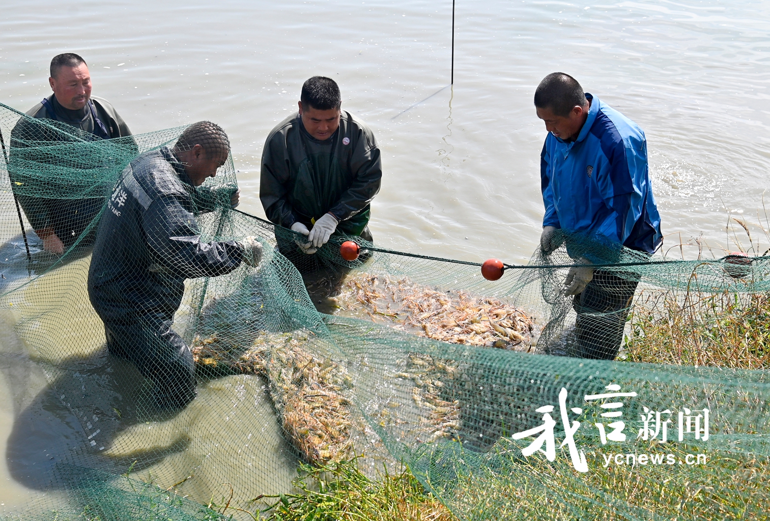 盐都外塘自然水域罗氏沼虾上市