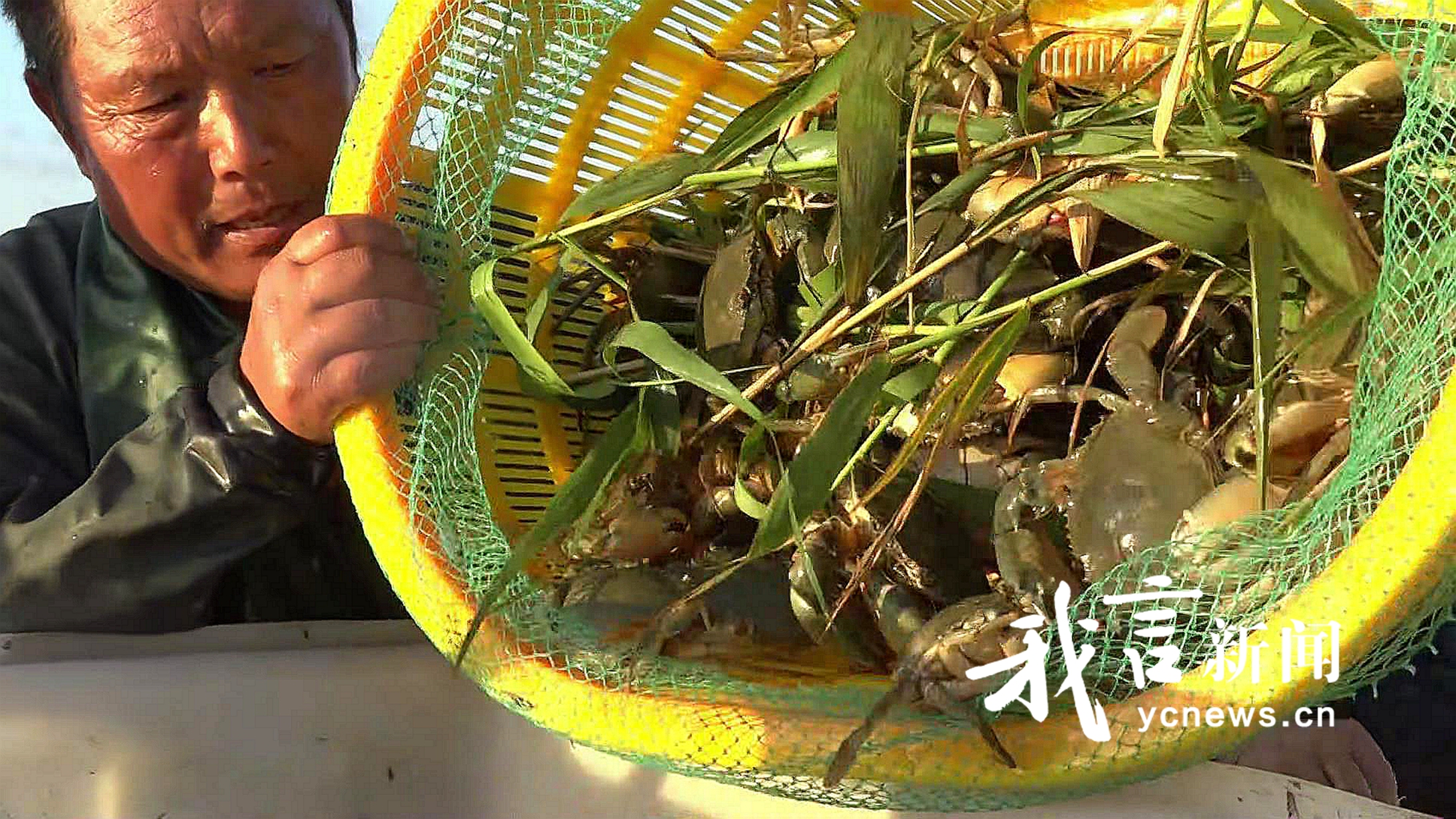 青蟹迎来丰收季