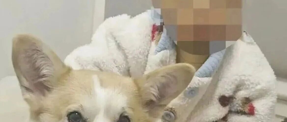丈夫离家12分钟遛狗，留2岁幼童独自在家坠亡，妻子打了丈夫三巴掌对方称“再动我一下就报警”；丈夫：理解妻子情绪，我是过错方也很愧疚