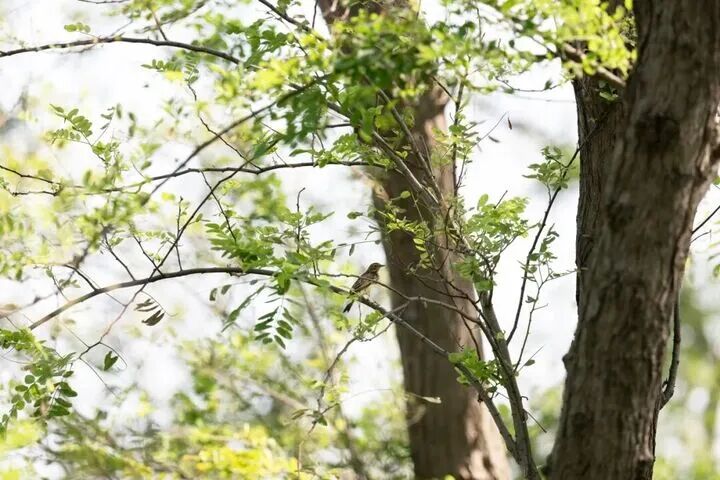 条子泥杯观鸟赛新增鸟种“林鹨”，本次赛事鸟种刷新至214种