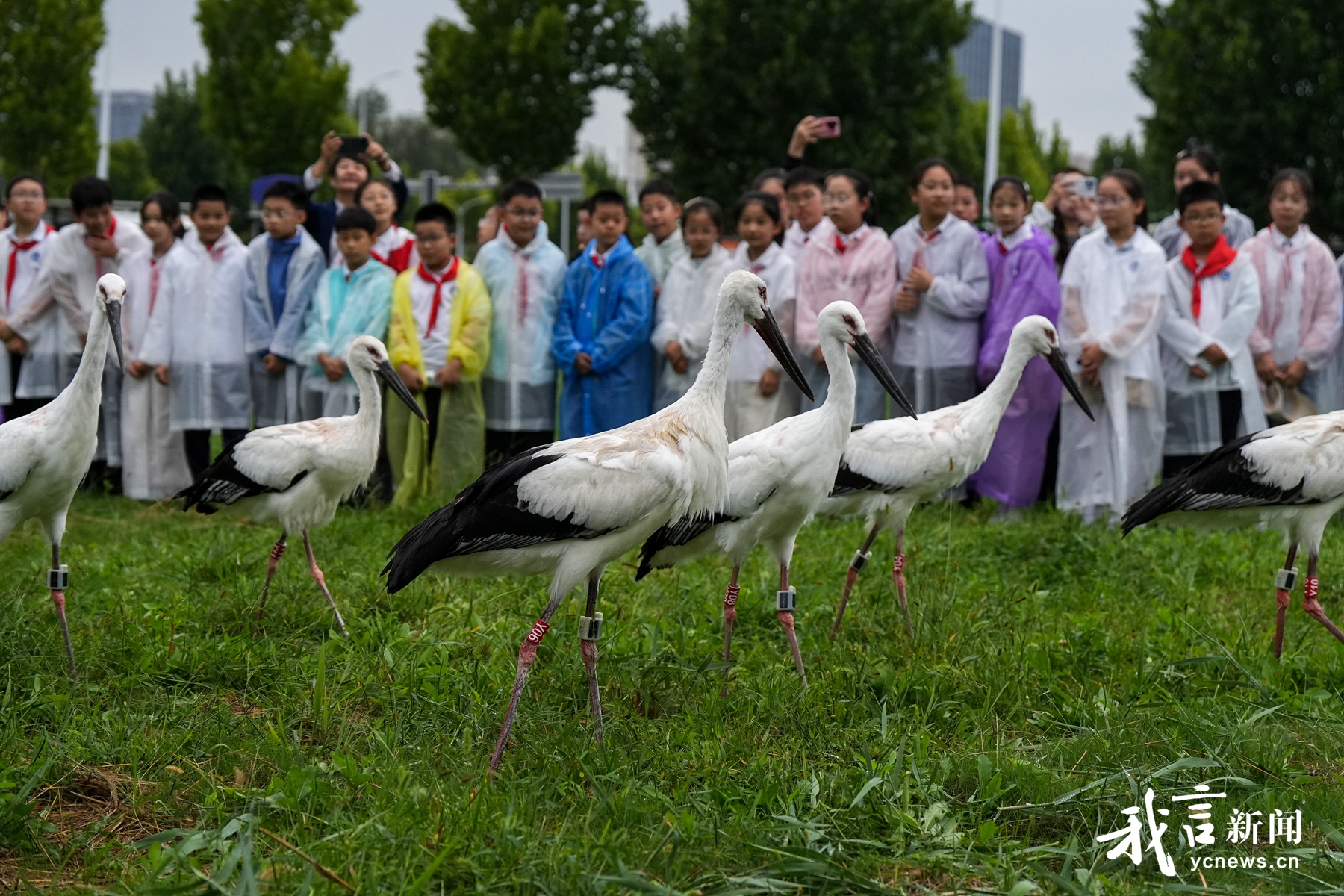 盐城湿地博物园放飞获救康复东方白鹳