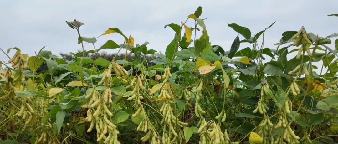 大尖叶下豆荚鼓