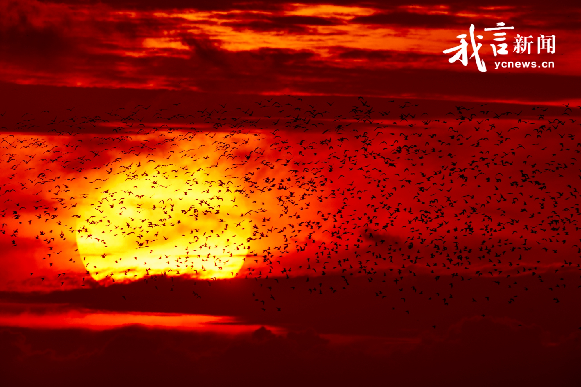 中秋条子泥：候鸟翩跹 日出如画