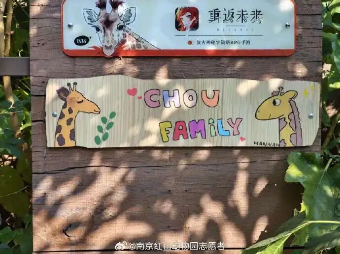 南京红山动物园回应周杰伦一家认养长颈鹿
