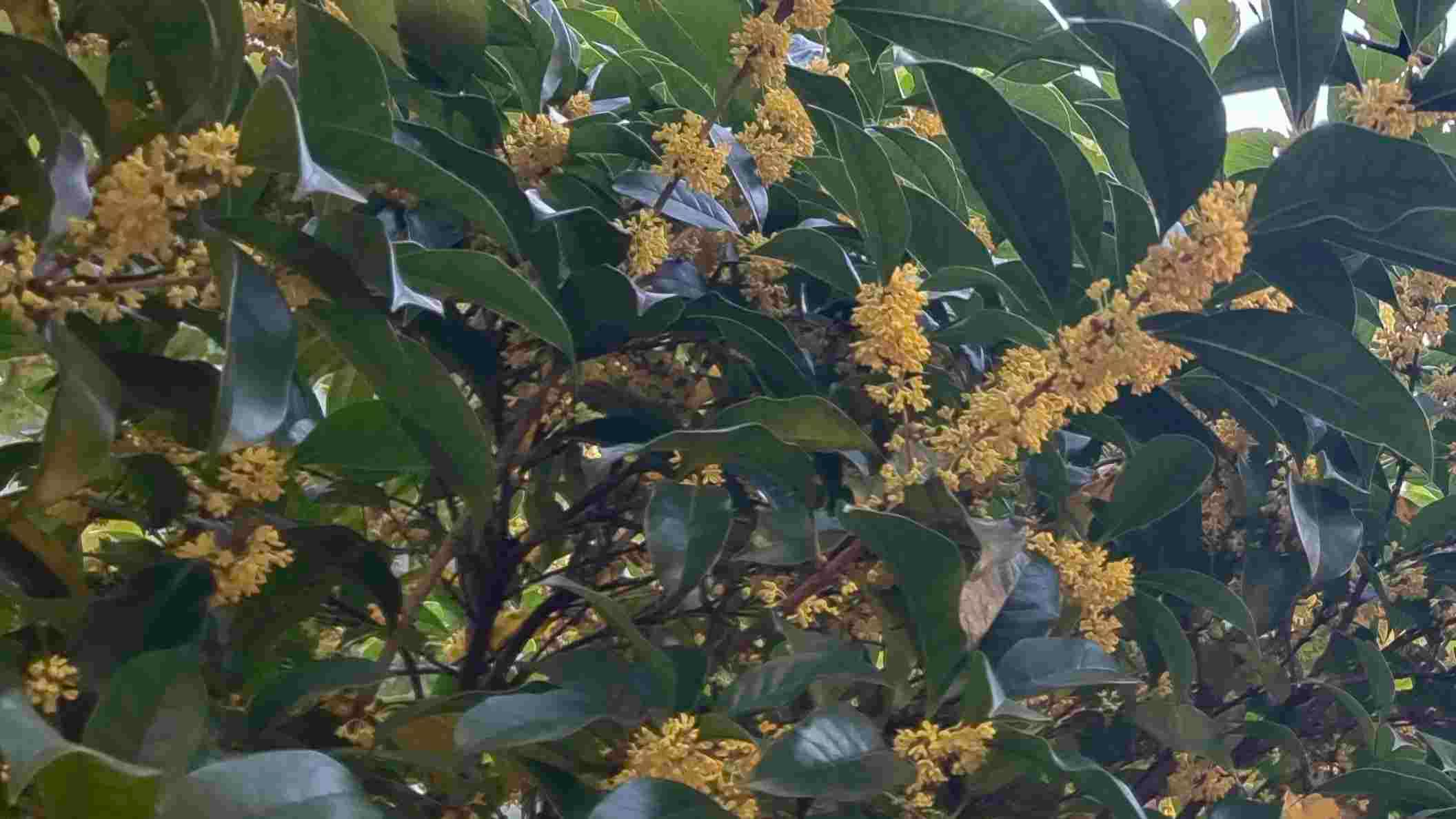 我的铁路风景丨一程高铁,赴一场桂香之约(陶栅栅)