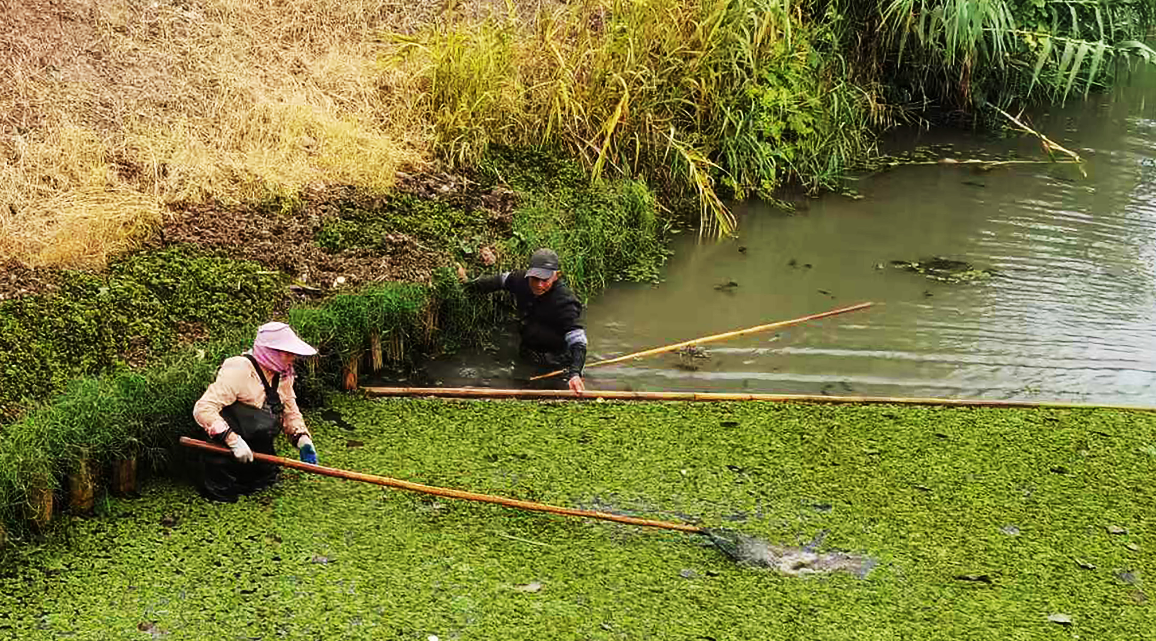 白驹镇持续整治河道守护水环境